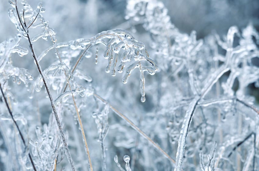 Delicate tree branches coated in thick layers of ice crystals and frozen icicles glistening in winter conditions.
