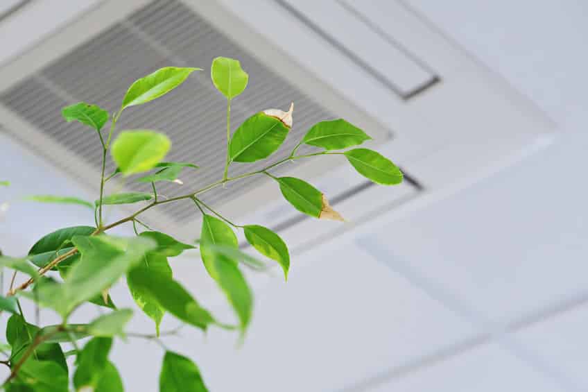 Fresh green plant with vibrant leaves positioned near a ceiling air vent, symbolizing improved indoor air quality and climate control.